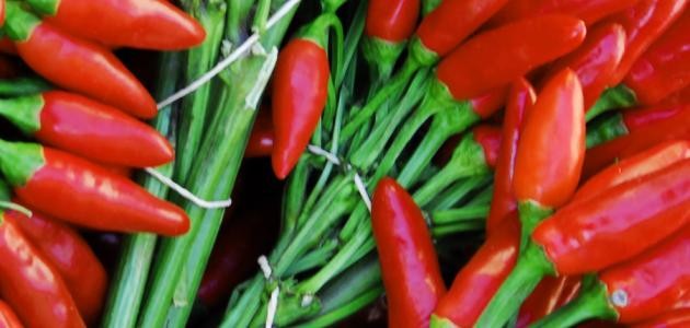 كيفية زراعة الفلفل الحار