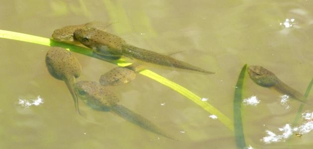 ماذا يسمى صغير الضفدع