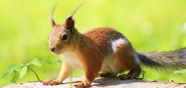 ما هو الحيوان