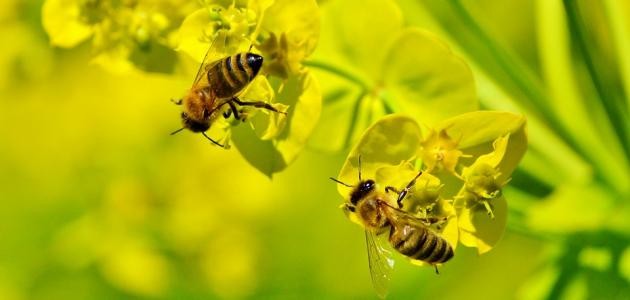 سر الله تعالى في خلقه