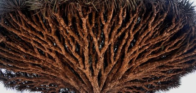 أغرب شجرة في العالم