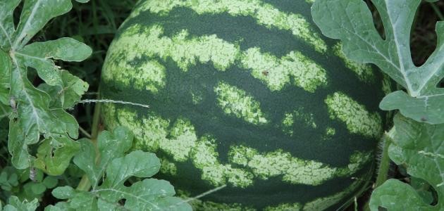 كيفية زراعة الدلاع