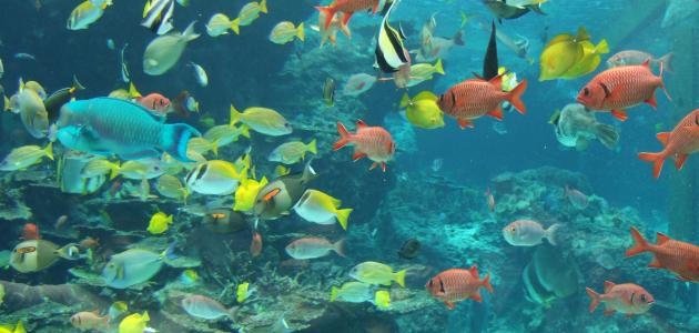 أنواع الأسماك وأسماؤها