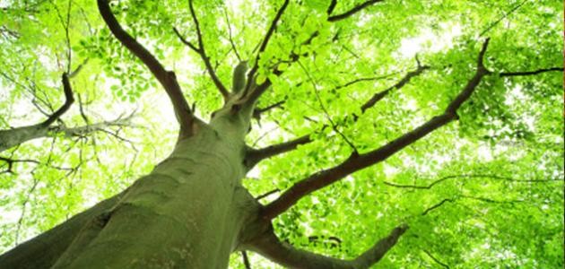 بحث عن علم البيئة