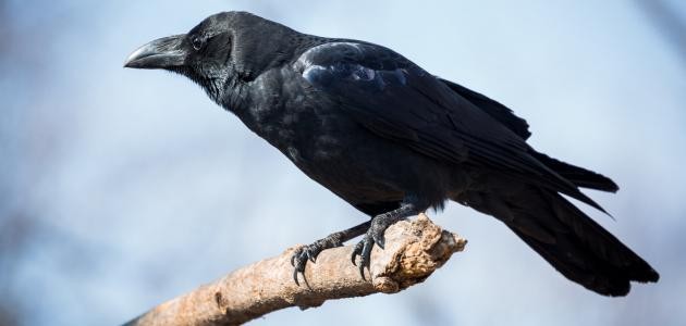 ما هي صفات الغراب