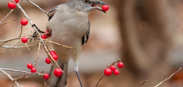 كيفية تربية عصافير الزينة