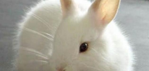 كم مدة حمل الأرنب كم مدة حمل الأرنب