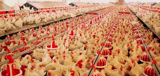 مشروع تربية الدجاج