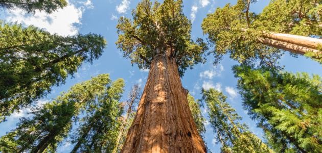 ما هو أضخم كائن حي