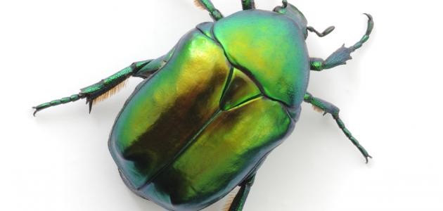 ما هي حشرة البق