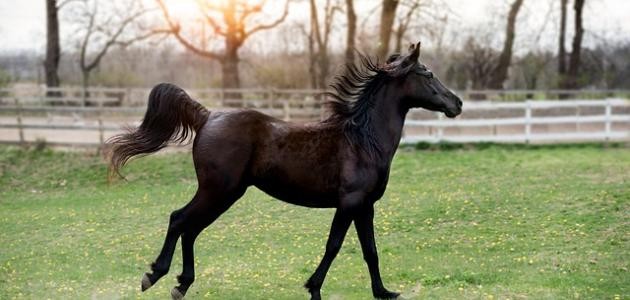 معلومات عن الحصان