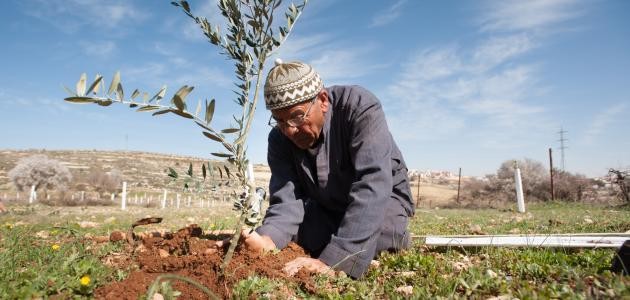 كيف يتم غرس شجرة الزيتون