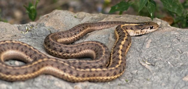 ما هي أطول أفعى في العالم