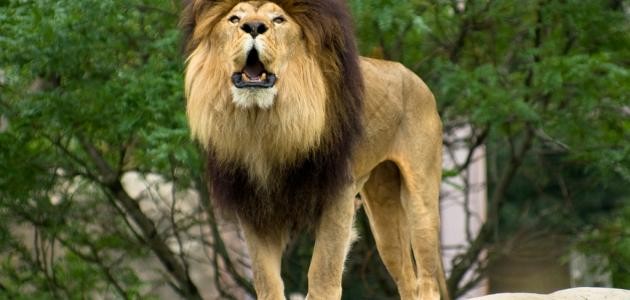 لماذا يسمى الأسد ملك الغابة
