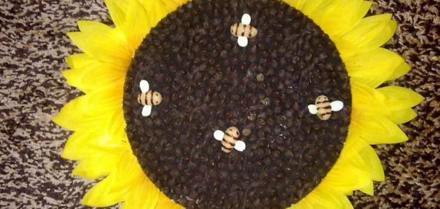 حلى دوار الشمس