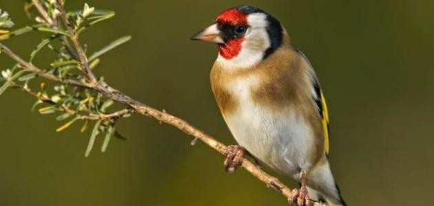 أنواع الطيور وأسماؤها