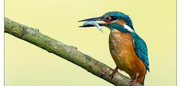 كيف يرزقك الله