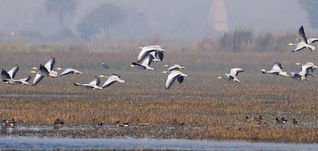 لماذا تهاجر الطيور