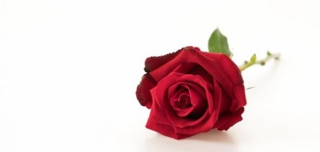 رسائل حب طويله