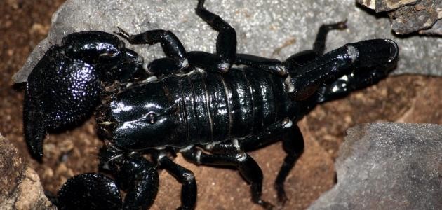 ما هو غذاء العقرب