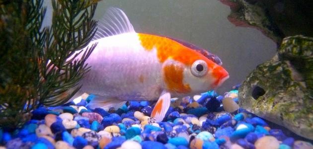 كيفية الاعتناء بأسماك الزينة