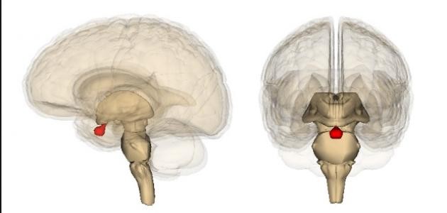 ما هي هرمونات الغدة النخامية