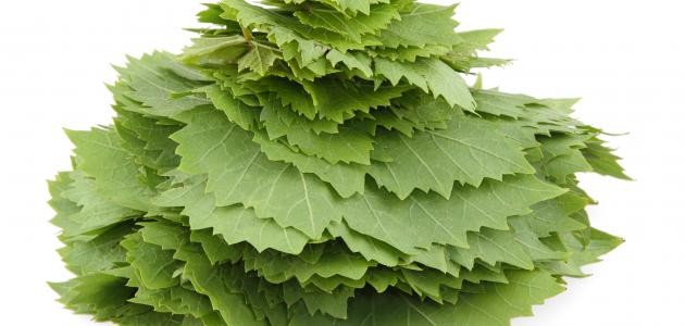 طريقة تفريز ورق العنب