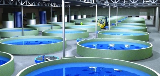 كيف يمكن تنمية الثروة السمكية