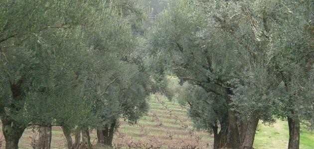 كيفية الاعتناء بشجرة الزيتون
