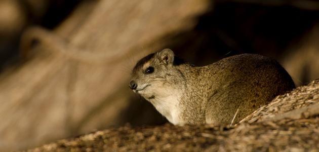 ما هو حيوان الوبر