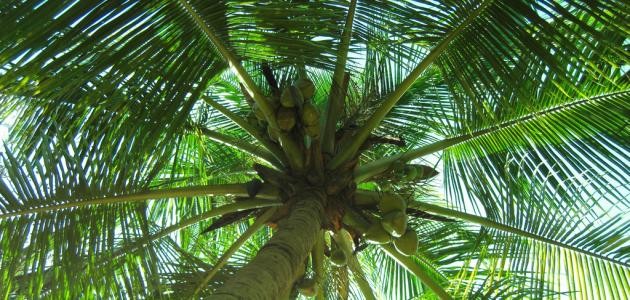 كيفية زراعة جوز الهند