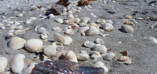 كيف يتكاثر المحار