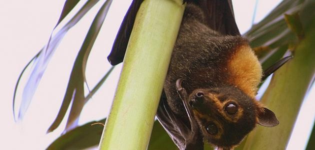 كيفية توالد الخفاش