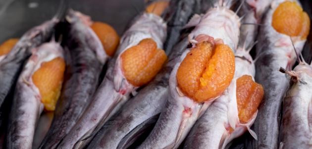 من أين يستخرج الكافيار