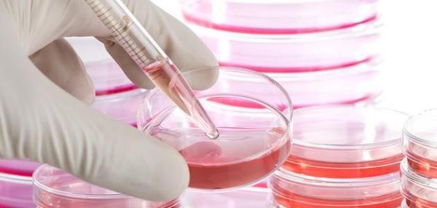 ما هي الخلايا الجذعية