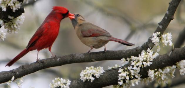 كيفية تربية عصافير الحب