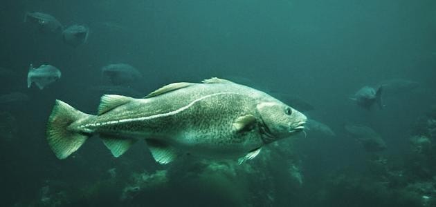 ما هو سمك القد