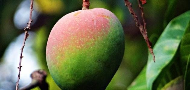 كيف تزرع بذور المانجا