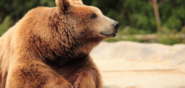 كيفية حماية الحيوانات المهددة بالانقراض