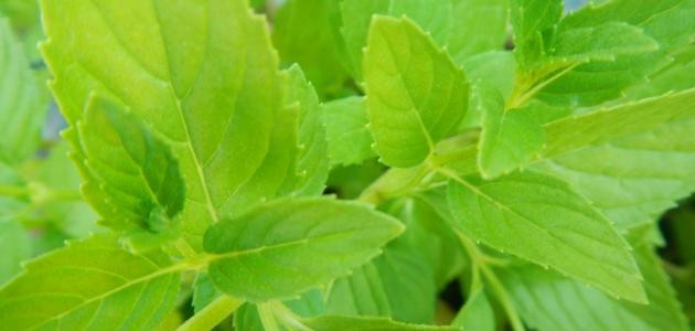 كيف نحافظ على النعناع طازج