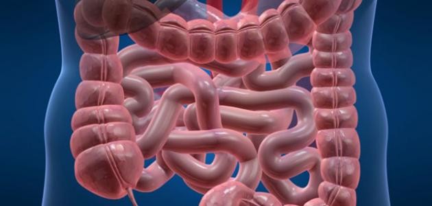 ما هو المصران الأعور