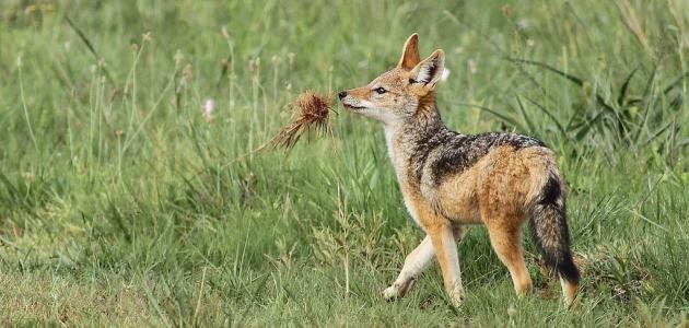 ما هو حيوان الواوي