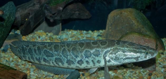 سمكة رأس الأفعى