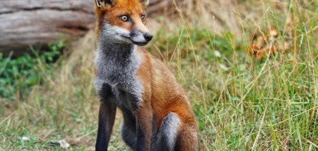 ما هي صفات الثعلب