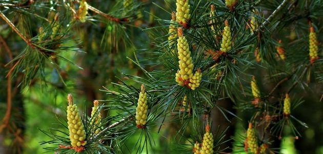 كيفية زراعة الصنوبر