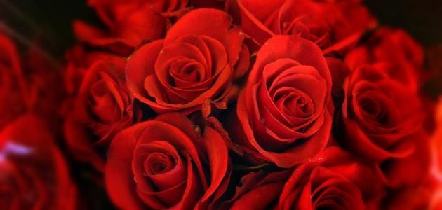 كيف نحافظ على الورد لمدة أطول